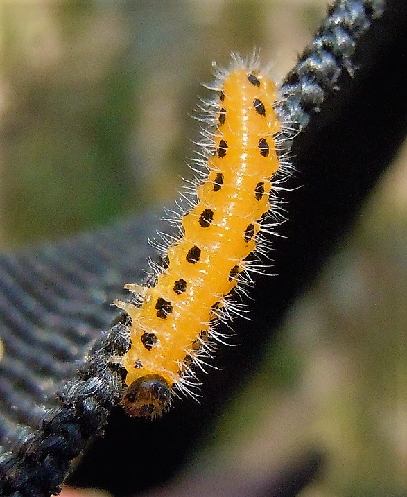 Larva di Trichiocampus viminalis? S, ma ora Cladius (Trichiocampus) grandis