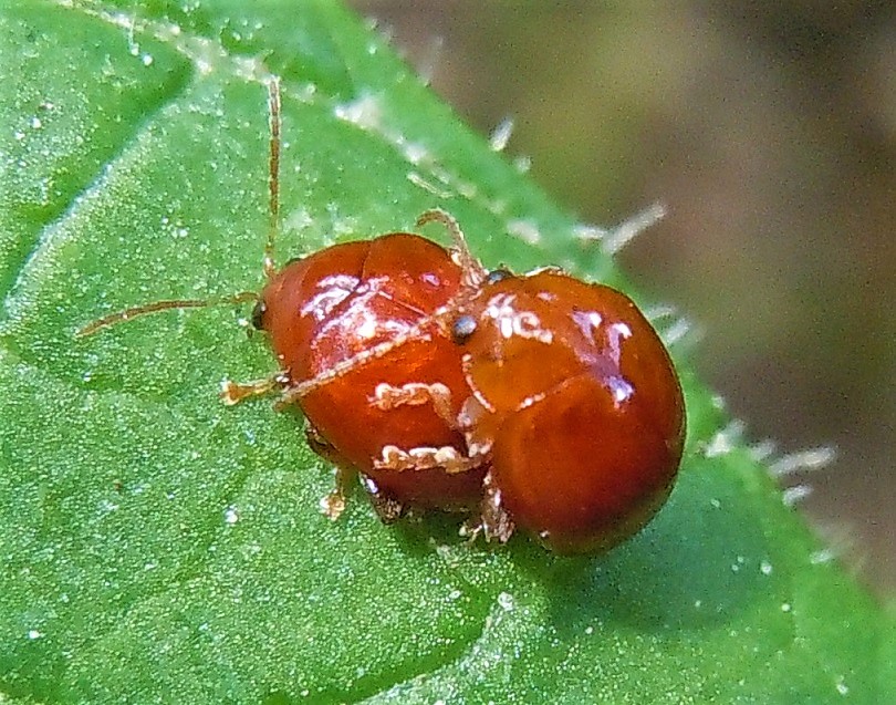 Chrysomelidae: Sphaeroderma? S.