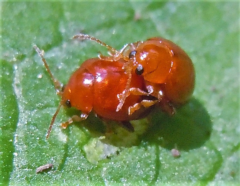 Chrysomelidae: Sphaeroderma? S.