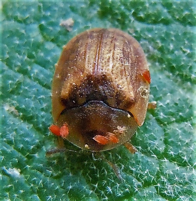 Chrysomelidae: Hypocassida subferruginea?.. .Hypocassida sp.