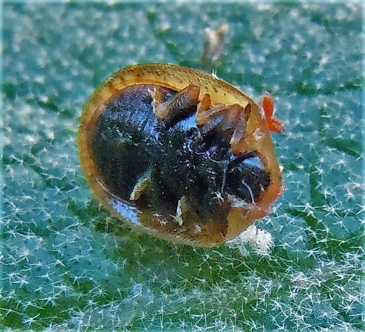 Chrysomelidae: Hypocassida subferruginea?.. .Hypocassida sp.