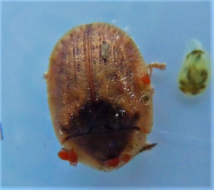 Chrysomelidae: Hypocassida subferruginea?.. .Hypocassida sp.