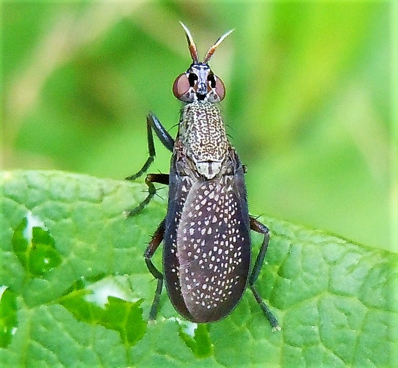 Sciomyzidae:  Coremacera marginata?  S !