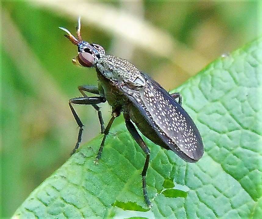 Sciomyzidae:  Coremacera marginata?  S !