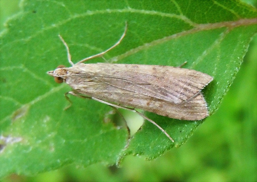 Nomophila noctuella? S