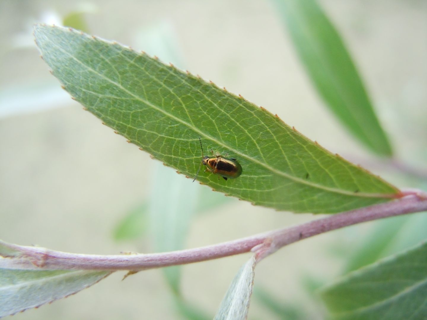 Chrysomelidae: Crepidodera aurata? No, Crepidodera plutus (cfr.)