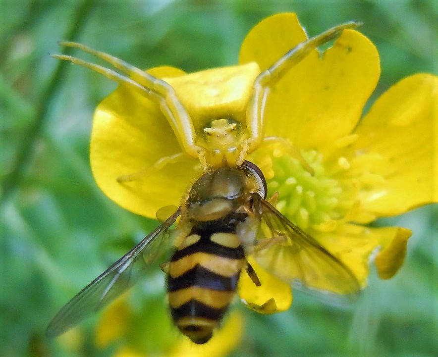 Predazione di Thomisus onustus