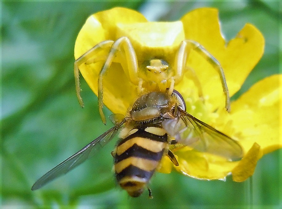 Predazione di Thomisus onustus