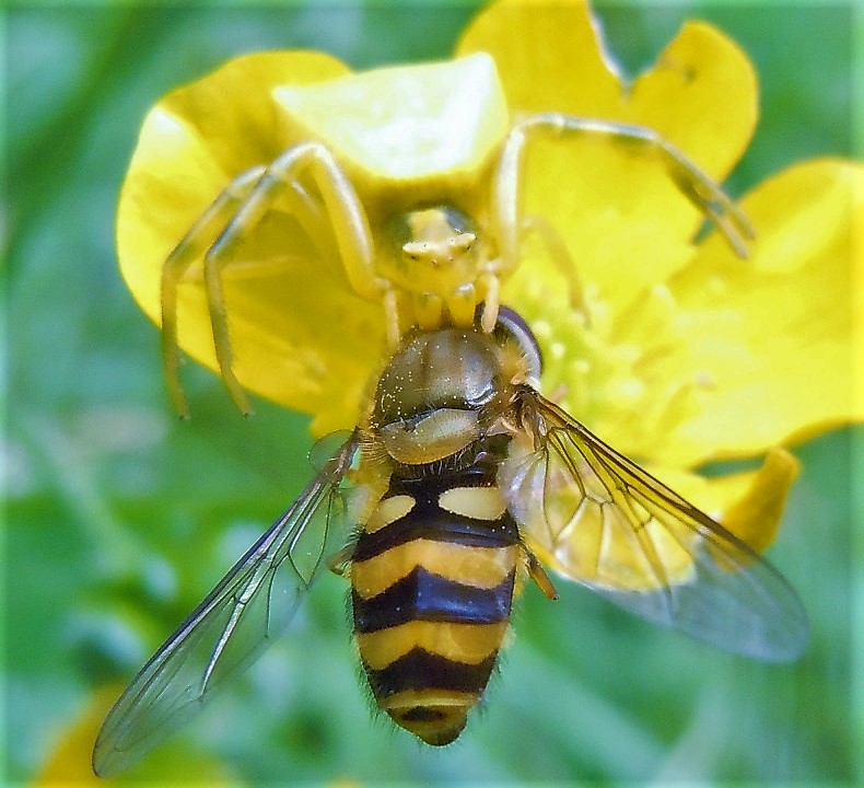 Predazione di Thomisus onustus