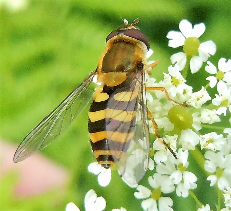 Syrphidae: Syrphus vitripennis?  S !