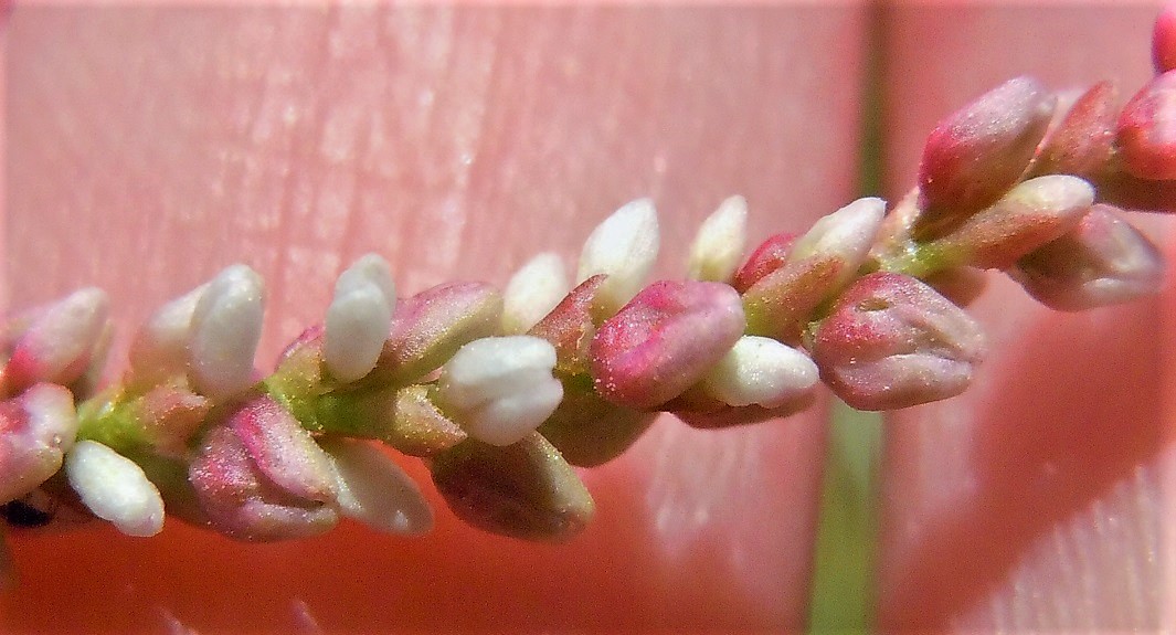 Persicaria maculosa / Poligono persicaria