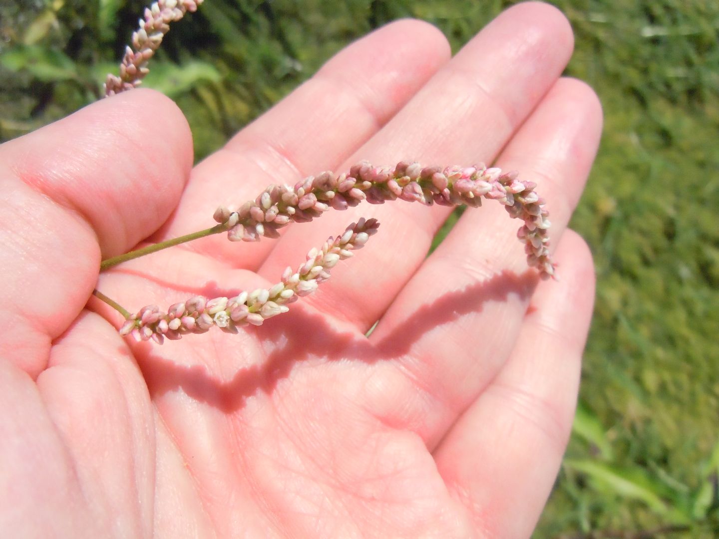 Persicaria maculosa / Poligono persicaria