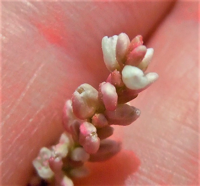 Persicaria maculosa / Poligono persicaria