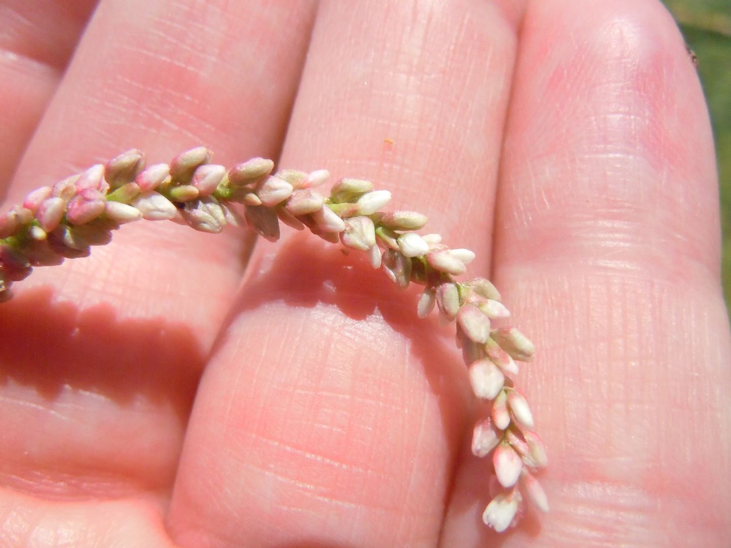 Persicaria maculosa / Poligono persicaria