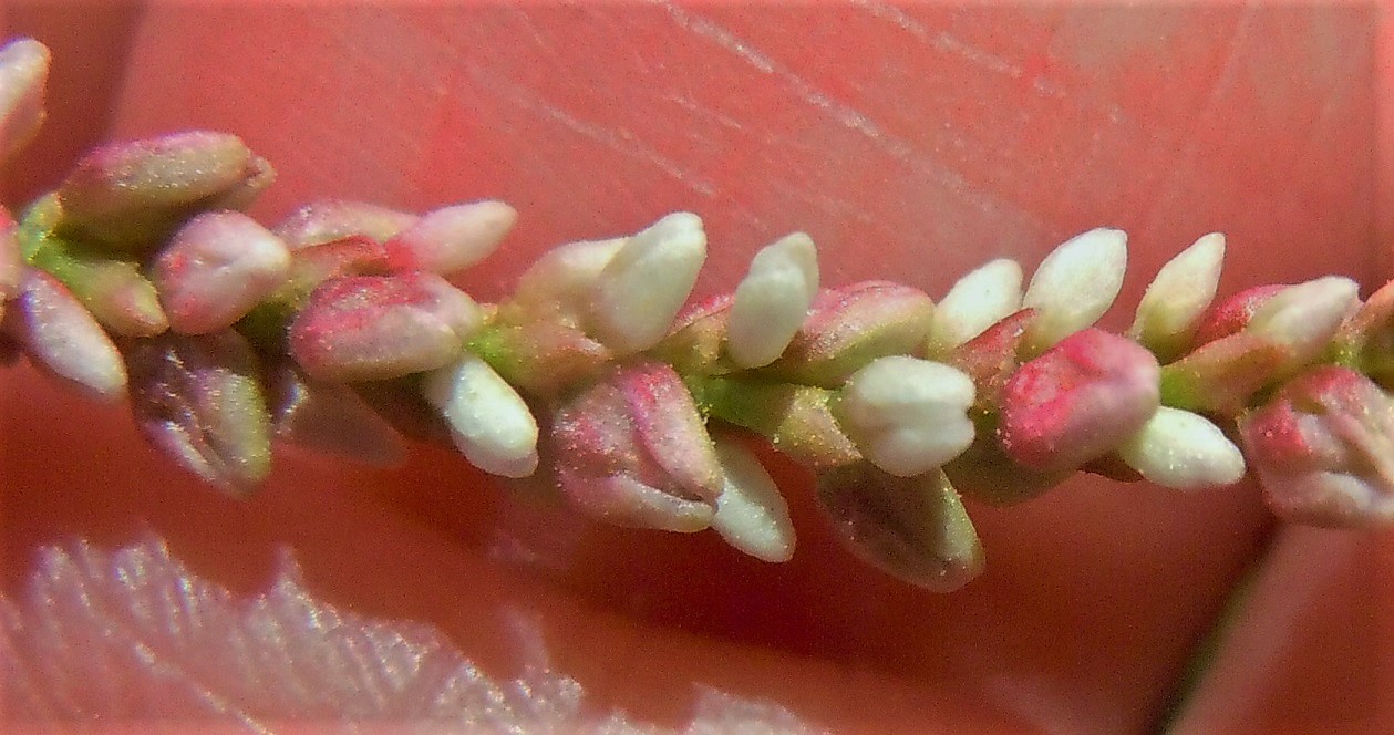 Persicaria maculosa / Poligono persicaria