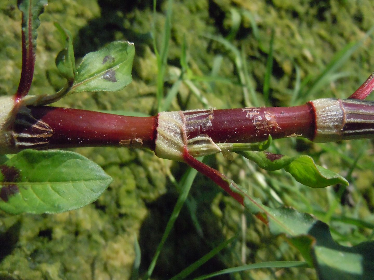 Persicaria maculosa / Poligono persicaria