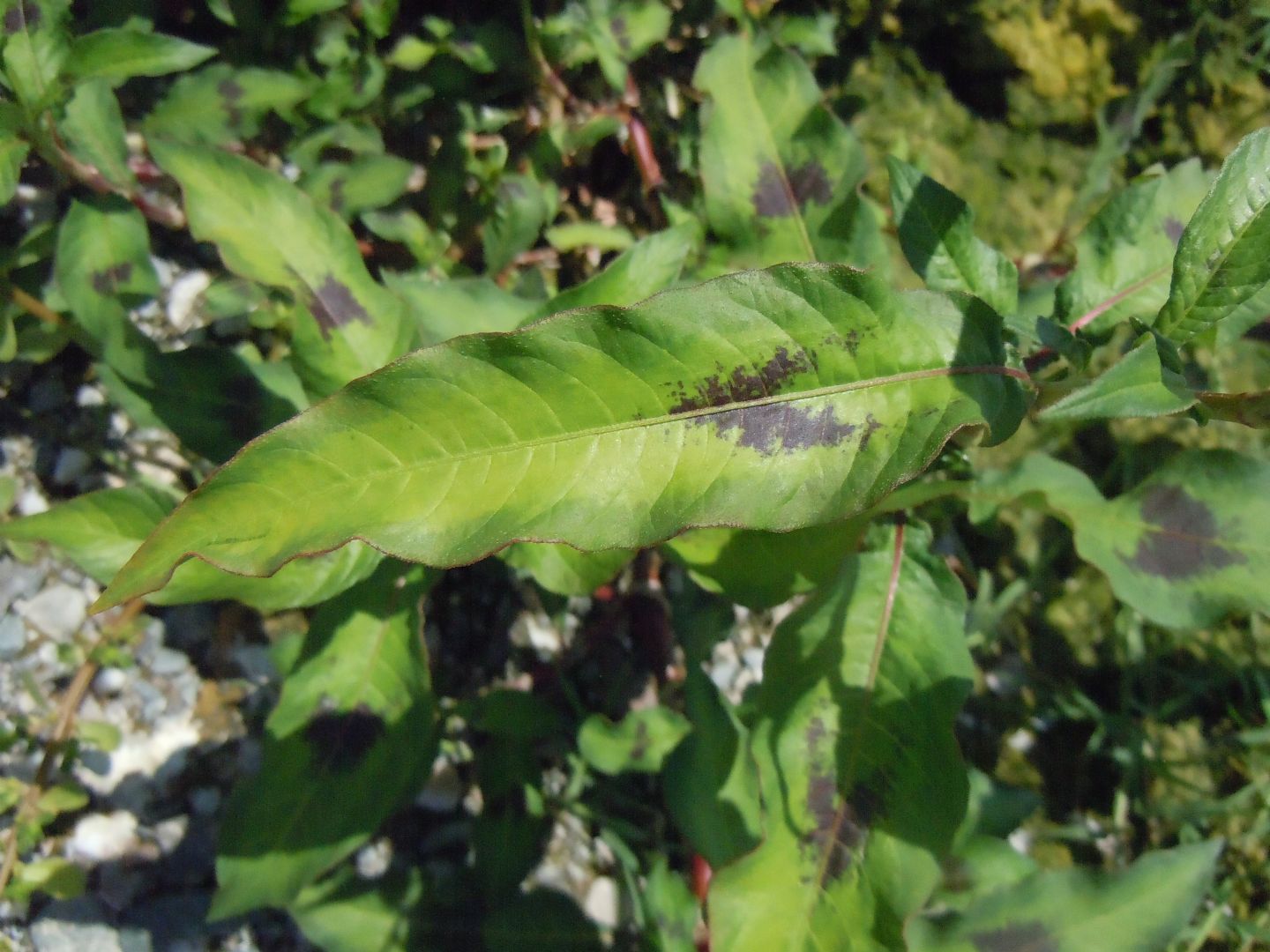 Persicaria maculosa / Poligono persicaria