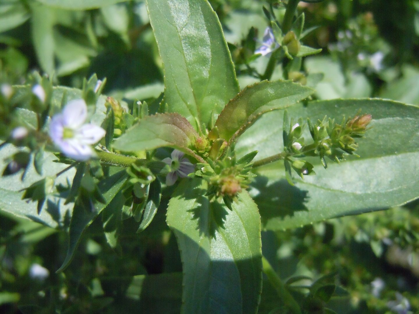 Veronica anagallis-aquatica