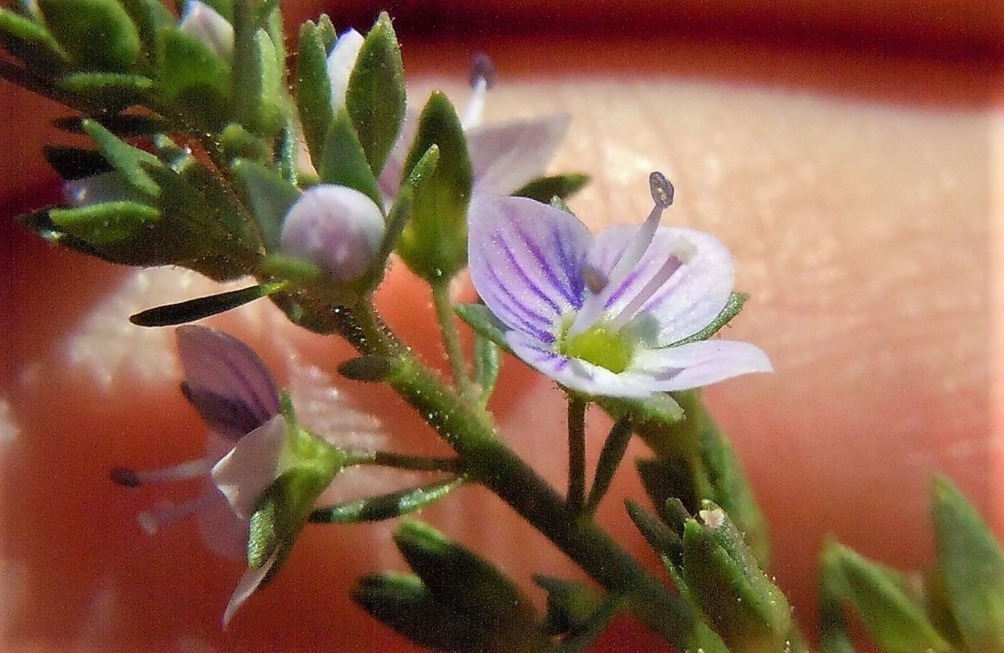 Veronica anagallis-aquatica