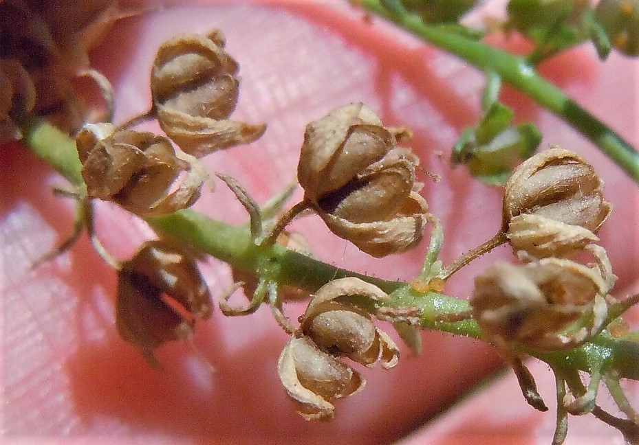 Veronica anagallis-aquatica