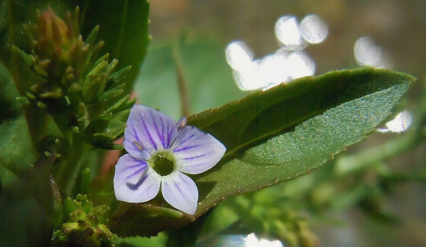 Veronica anagallis-aquatica