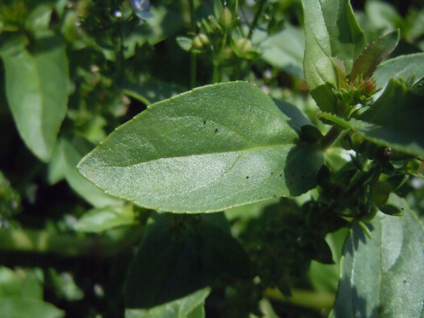 Veronica anagallis-aquatica