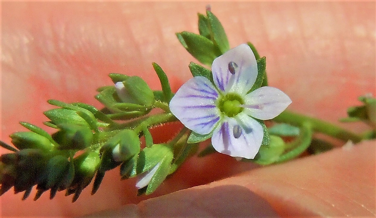 Veronica anagallis-aquatica