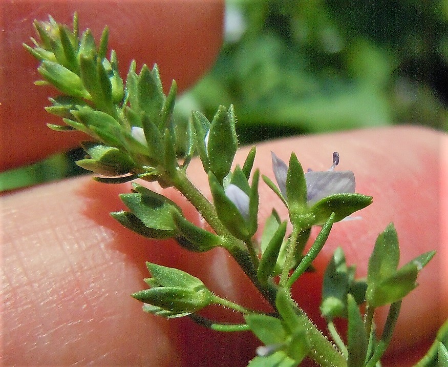 Veronica anagallis-aquatica