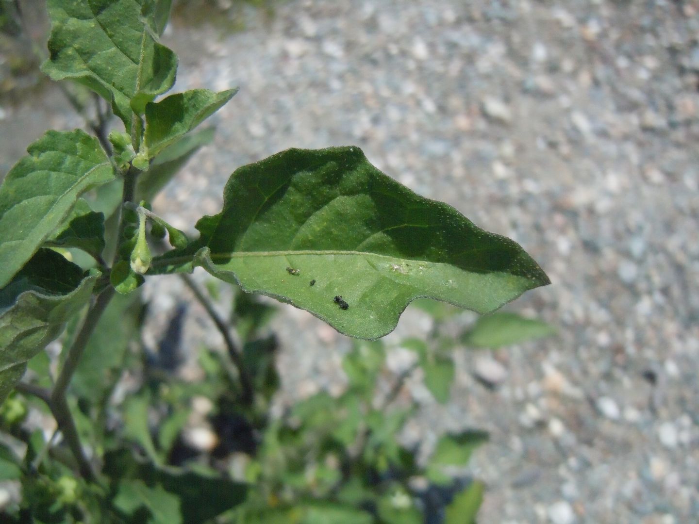 Solanum nigrum?  Solanum sp. (S. nigrum opp. S. luteum)