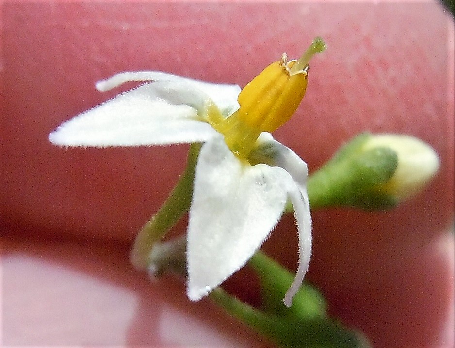 Solanum nigrum?  Solanum sp. (S. nigrum opp. S. luteum)
