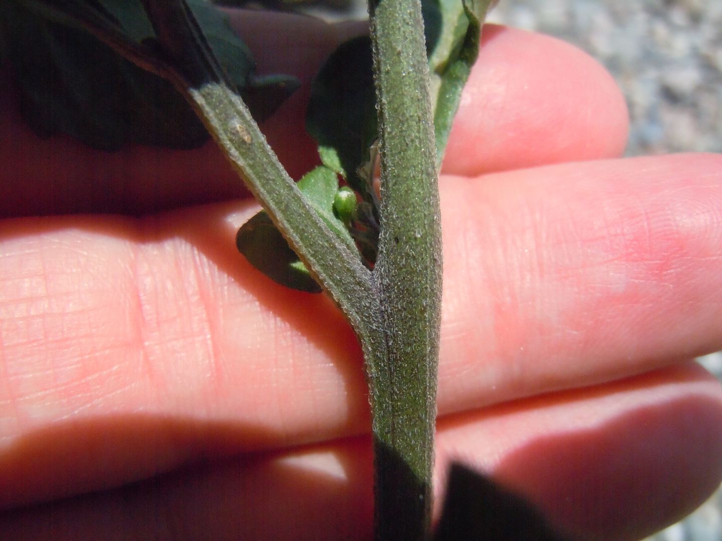 Solanum nigrum?  Solanum sp. (S. nigrum opp. S. luteum)