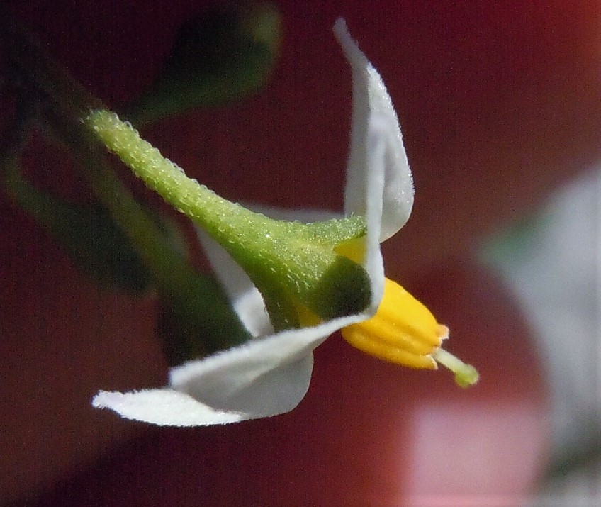 Solanum nigrum?  Solanum sp. (S. nigrum opp. S. luteum)