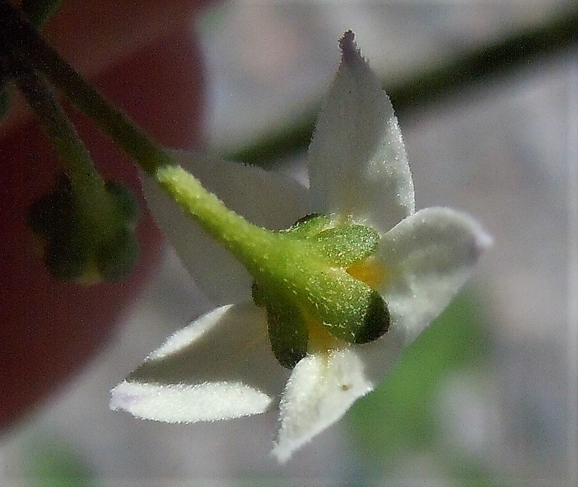 Solanum nigrum?  Solanum sp. (S. nigrum opp. S. luteum)