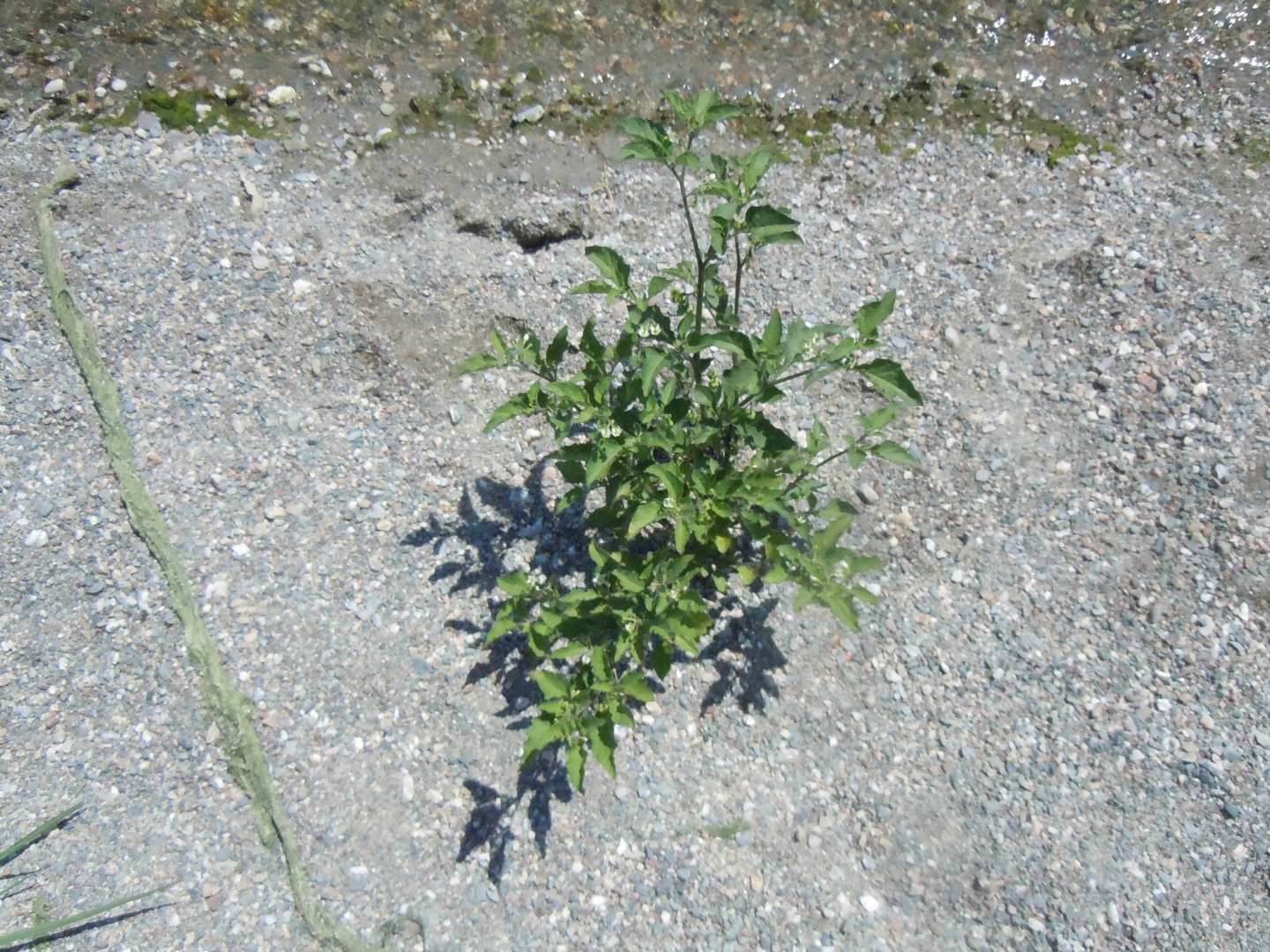 Solanum nigrum?  Solanum sp. (S. nigrum opp. S. luteum)