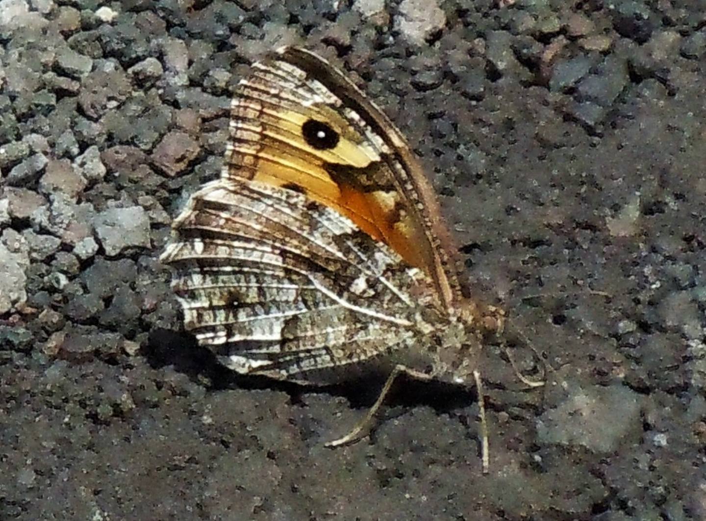 Hipparchia dall''Etna