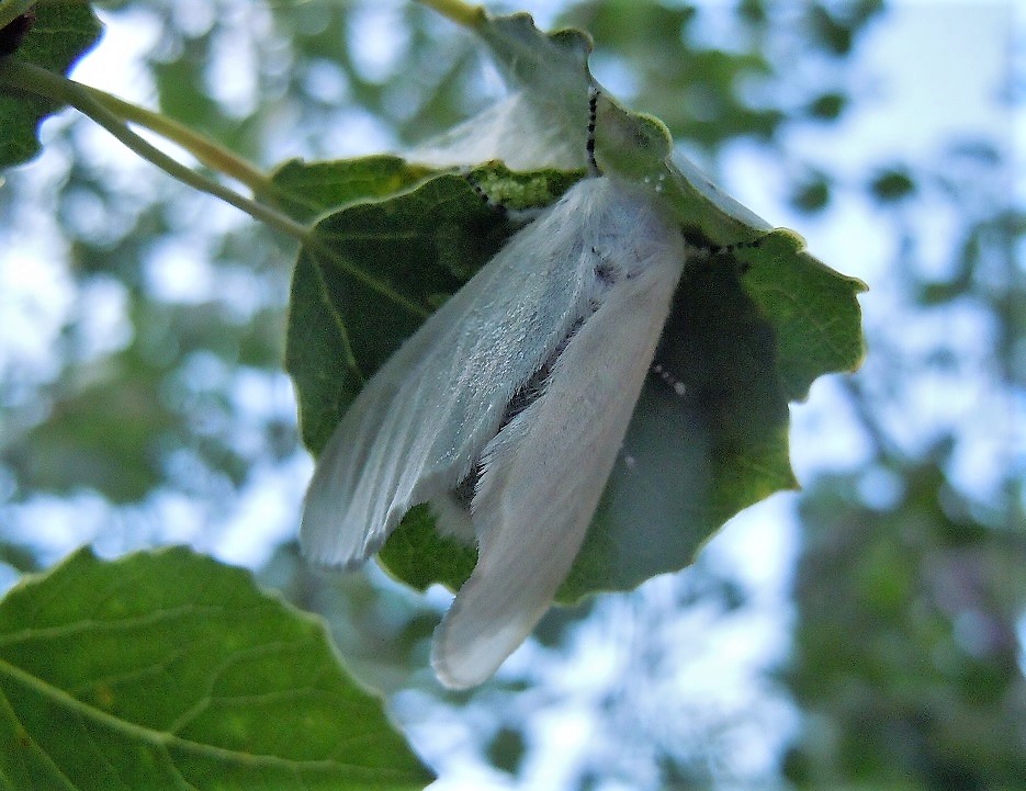 Dama bianca: Leucoma salicis - Erebidae