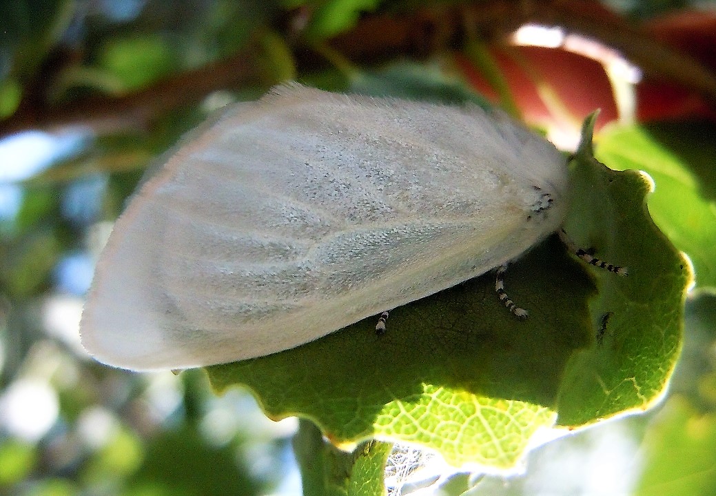Dama bianca: Leucoma salicis - Erebidae