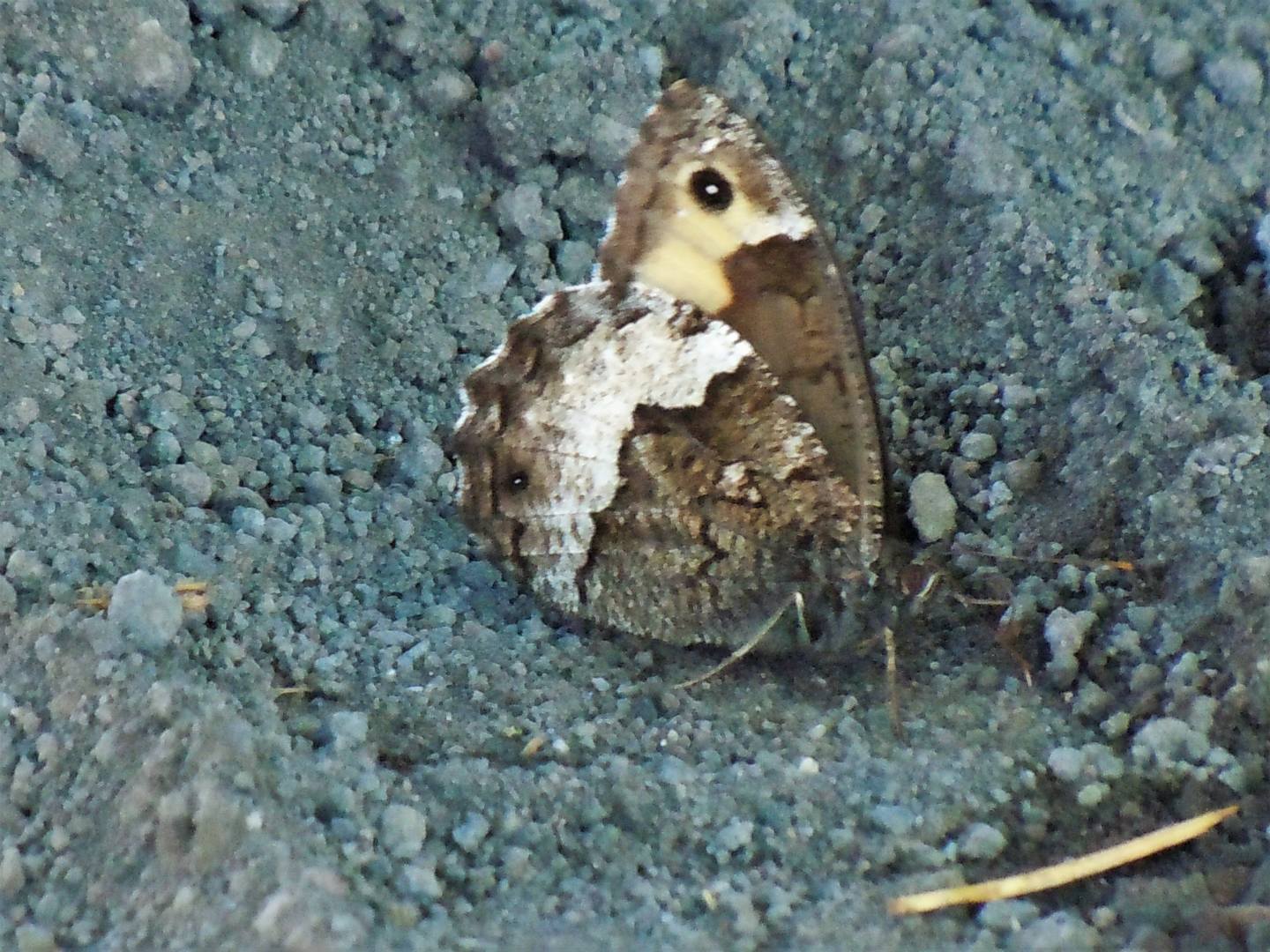 Hipparchia dall''Etna2