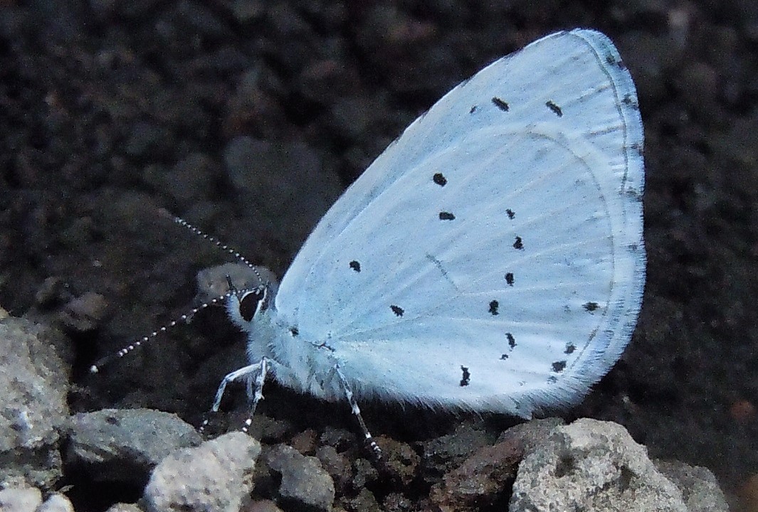 Celastrina argiolus