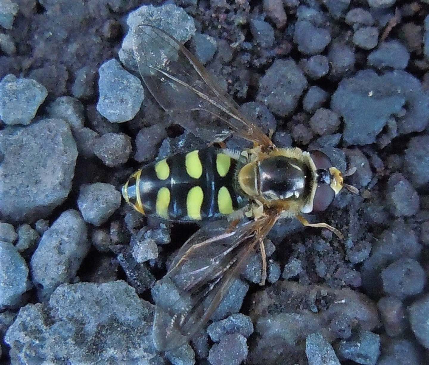 Eupeodes corollae?  S !