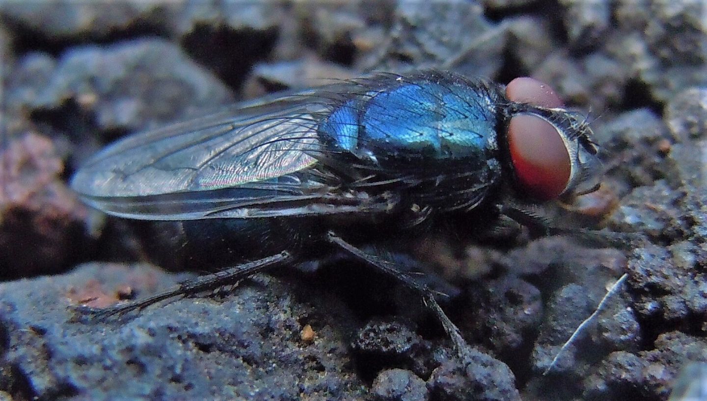 Calliphora? No,  Protocalliphora azurea