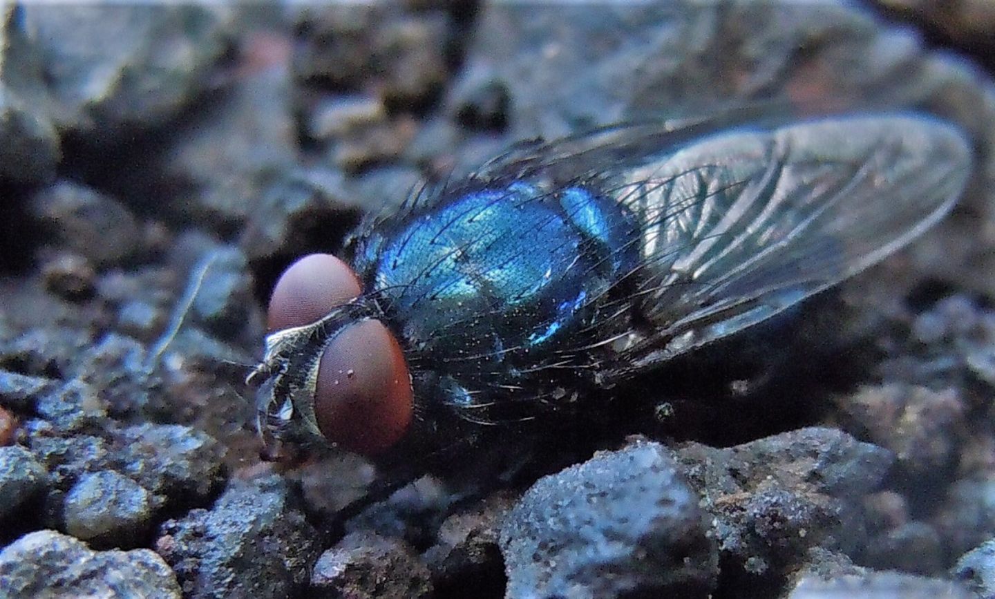 Calliphora? No,  Protocalliphora azurea