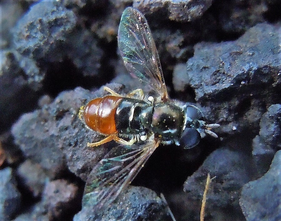 Paragus bicolor? No, Paragus gr. tibialis, femmina