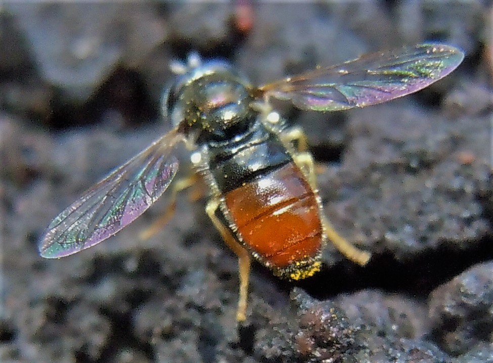 Paragus bicolor? No, Paragus gr. tibialis, femmina