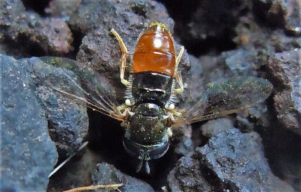 Paragus bicolor? No, Paragus gr. tibialis, femmina