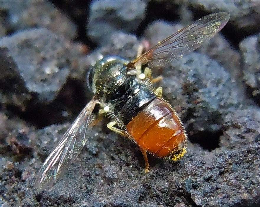 Paragus bicolor? No, Paragus gr. tibialis, femmina