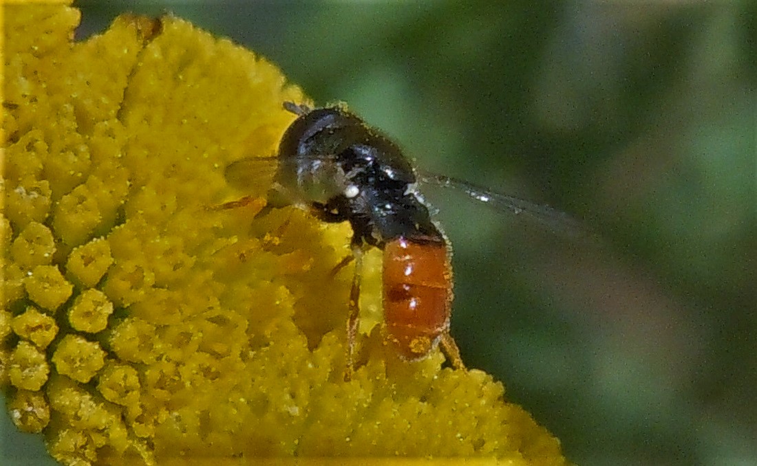 Paragus bicolor? No, Paragus gr. tibialis, femmina