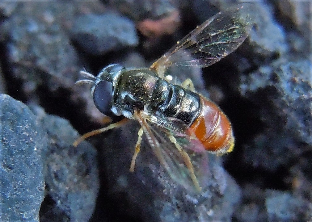 Paragus bicolor? No, Paragus gr. tibialis, femmina