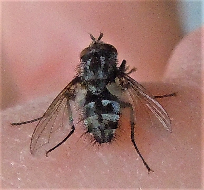Tachinidae?
