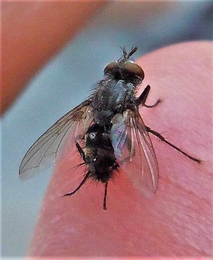 Tachinidae?